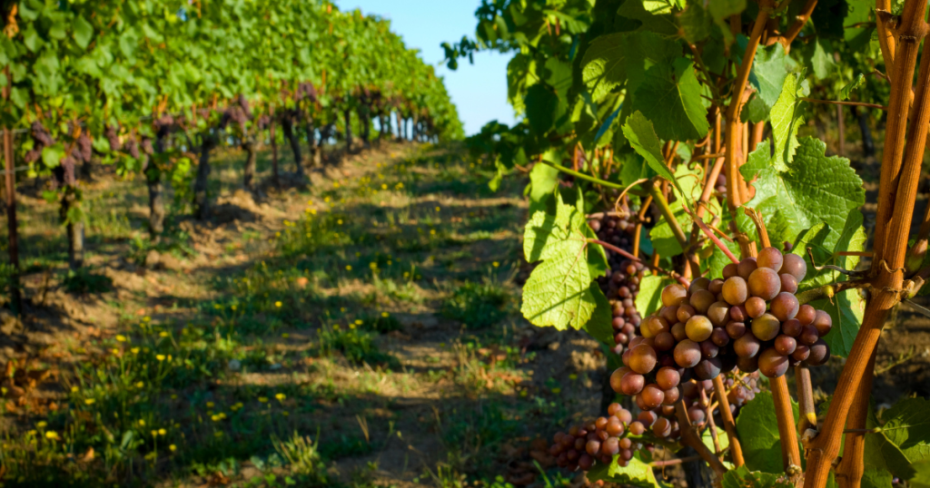 São Paulo lança "Rotas do Vinho"