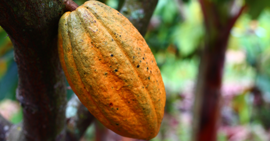 Senado aprova projeto que prevê percentuais mínimos de cacau em chocolates