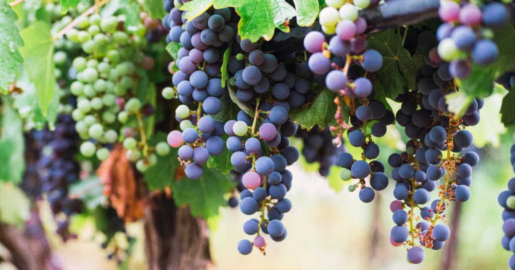 Guia Michelin passa a avaliar vinhedos